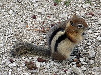Yellowstone Old faithfull et ses environs (82).JPG